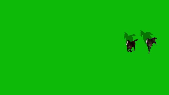 Majestic group of horses galloping fast on a professional green screen background, ideal for chroma key compositing, cinematic visual effects, post-production animal video, and creative editing.