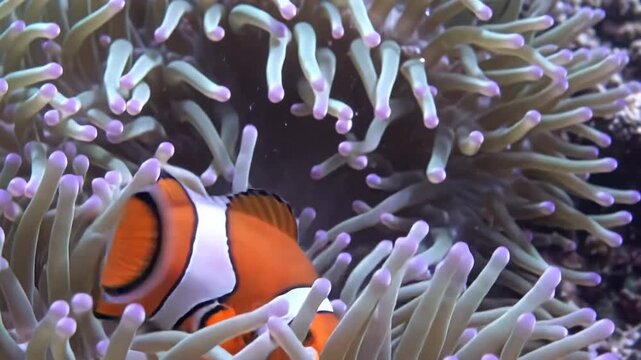 Clownfish Swimming Among Colorful Sea Anemone Tentacles Underwater