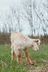 Naklejka premium Goat kid grazes in a green pasture, curious gaze and soft coat, peaceful countryside scene with bare trees in the background, illustrating gentle farm life and natural wildlife.