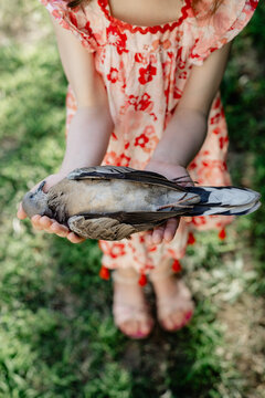Anonymous young girl wearing a dress holding a dead turtle dove bird; Melbourne, Victoria, Australia