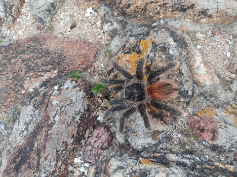 Overhead top view of a tarantula spider resting on a weathered rocky stone surface