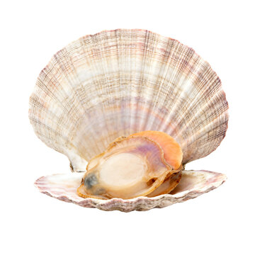Raw Scallop in Open Seashell on White Background