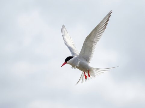 Tern in flight against a bright minimal sky background