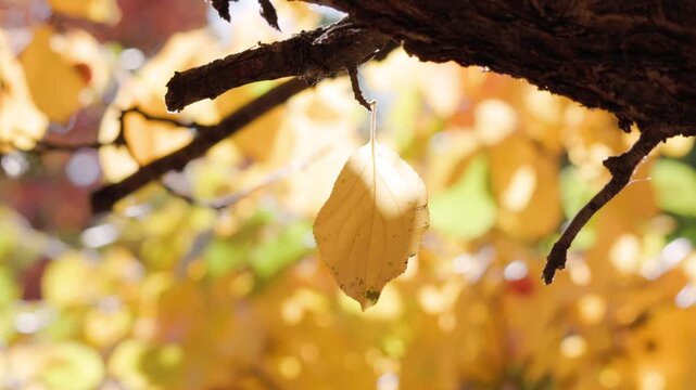 Single leaf hanging from a tree branch