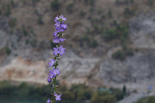 Fleurs violettes de campanule devant un mur de pierre