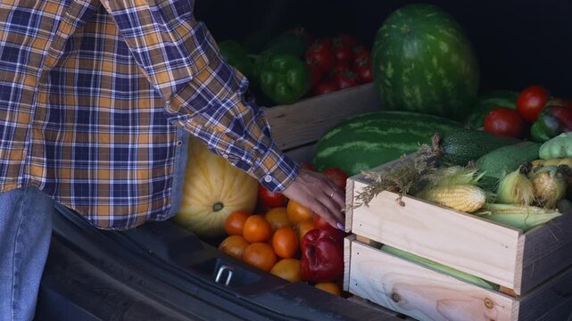 Woman arranges freshly harvested fruits and vegetables in the trunk of a car, including watermelons, melon, tomatoes, corn, squash and peppers in wooden crates