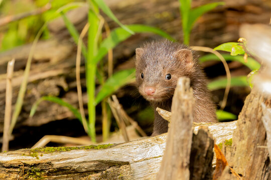American Mink