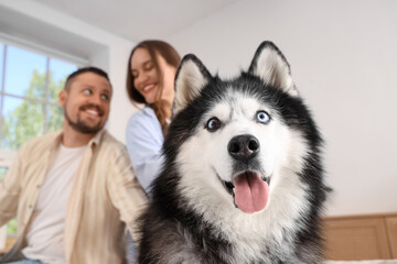 Pet ownership and companionship, happy couple with a husky dog at home enjoying quality time together in a bright modern living room interior © Pixel-Shot