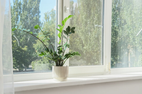 Biophilic design and home wellness, zamioculcas plant in a textured ceramic pot on a sunny windowsill with natural light and green garden background