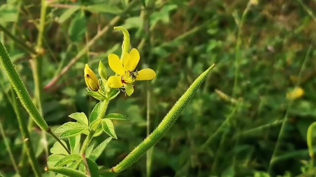 A pan left shot of a blooming yellow Asian spider flower and a long green seed pod of Cleome viscosa gently swaying in the mild breeze in a sunny field.