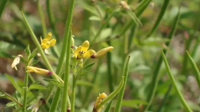 A zoom out shot of yellow Asian spiderflowers and multiple green seed pods of Cleome viscosa swaying in the moderate wind amidst a sunny wild field.