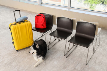 Pet travel and vacation planning, husky dog waiting with luggage and backpack in airport terminal or train station lounge for holiday trip departure © Pixel-Shot