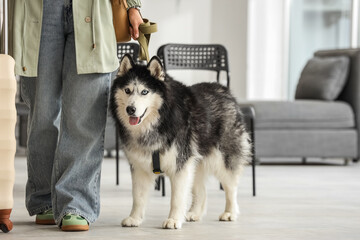 Pet travel and companionship, woman with husky dog and luggage in airport terminal or hotel lobby for vacation trip with animal friend © Pixel-Shot