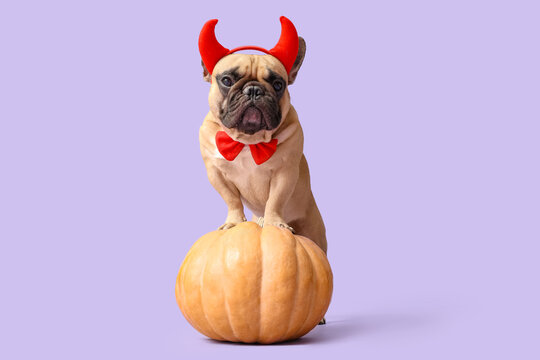 Halloween celebration and pet costume, French bulldog wearing devil horns and red bow tie standing on a pumpkin for autumn holiday party