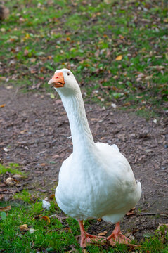  A full-body portrait of a clean white goose standing on a patch of grass and dirt.