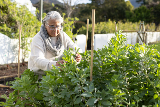 Senior African American woman with knit scarf, eyeglasses, tending garden bed with white blossoms