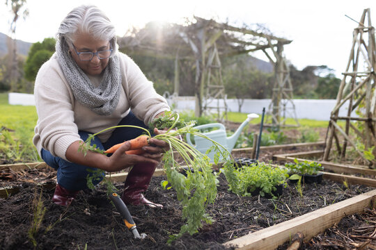 Senior African American woman kneeling in raised bed pulling carrot with trowel, wearing red boots