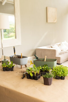 Black seedling trays and rectangular planters are sitting on craft paper near window