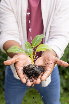 African American man wearing maroon top holding green seedling while water falling in yard