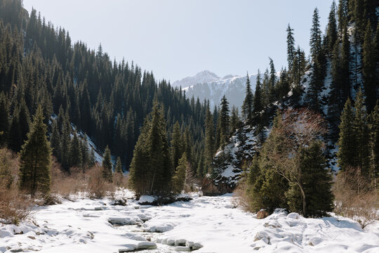 Scenic winter landscape of Kok-Jaiyk valley featuring dense spruce woods along a snowy mountain riverbed under a clear sky in Issyk-Kul Region Kyrgyzstan on a bright day