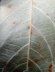 Obraz premium close up of a leaf