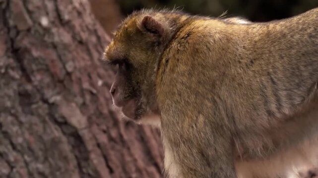 Closeup view of the hindquarters and tail of a wild barbary macaque monkey in its natural forest habitat