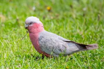 Galah foraging on green grass © Merrillie
