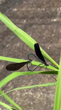 Pair of ebony jewelwing damselflies mating on a green leaf