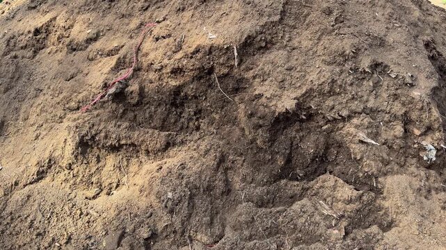 Indian red earthworm crawling through fertile compost pile
