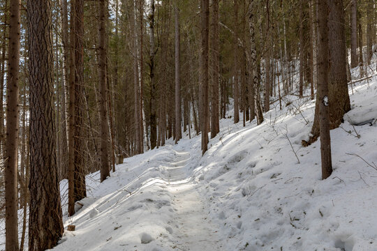 Narrow hiking footpath covered in deep snow winds through a quiet coniferous woodland on a sunny winter day, surrounded by tall pine trees casting long shadows on the snowy slope