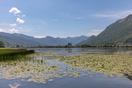 A scenic view of Lake Plav covered with blooming water lilies and reeds near Prokletije National Park, Plav Municipality, Montenegro, framed by majestic green mountain ranges under blue sky