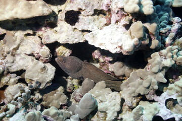 Moray eel among the coral of a reef near Hawaii © willtu