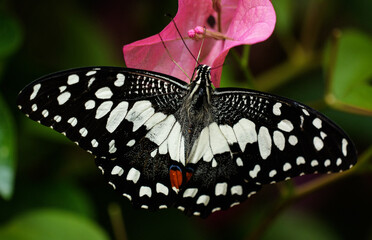 Black-winged white spots: possibly a close-up shot of a birdwing butterfly and pink bougainvillea © Yf