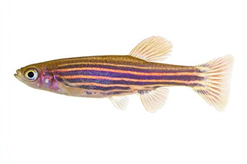 Naklejka premium Colorful striped fish on white