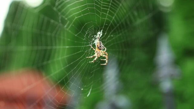 Orb weaver spider on intricate web among green foliage. Macro wildlife close-up. Arachnid behavior and web building. Nature, biodiversity and ecosystem concept.