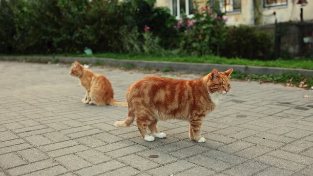 One-eyed orange tabby cat standing on a paved path with another cat behind. Domestic cats outdoors. Pet care and animal welfare. Feline companionship and adoption concept.