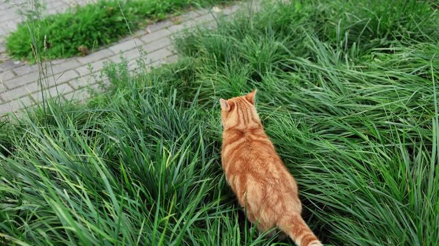One-eyed orange cat walking through garden grass and turning to look back. Domestic pet outdoors. Cat behavior and animal care. Green landscaping and nature