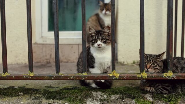 Three cats behind iron railings, looking toward camera. Domestic animals and pet care. Feline companionship, animal welfare and adoption concept. Urban neighborhood setting.
