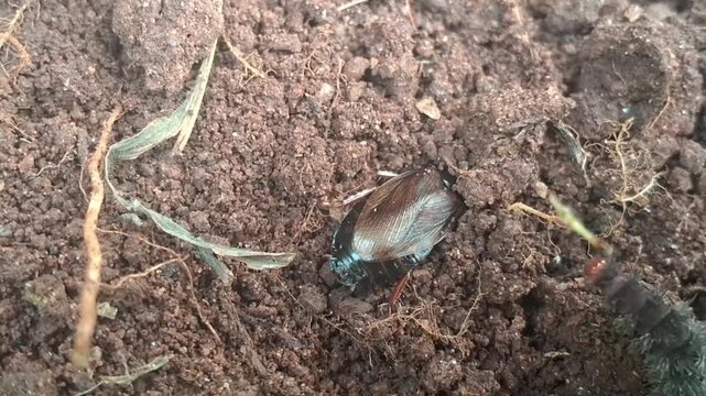 Beetle burrowing into soil ground near a caterpillar