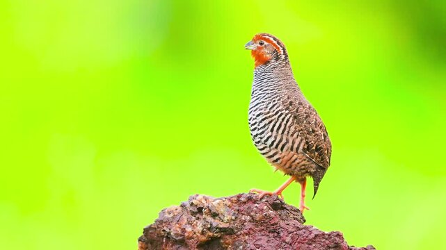 Small zebra finch bird standing on a rock against a bright green