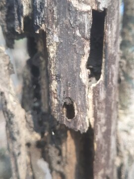 Close up of old weathered rotten tree trunk with natural holes and cracked bark texture decaying in tropical forest in Mejayan, East Java, Indonesia. Abstract natural background.