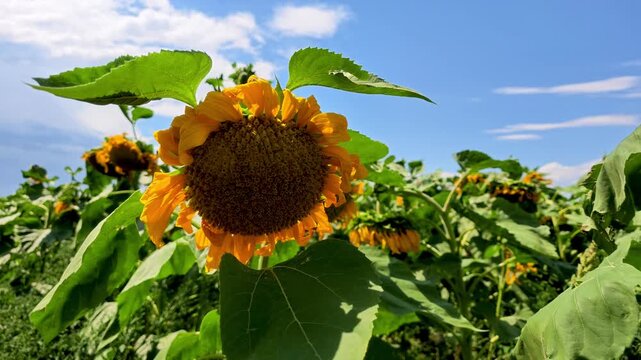 Sunflower Bloom in Field, Xinjiang Province, China