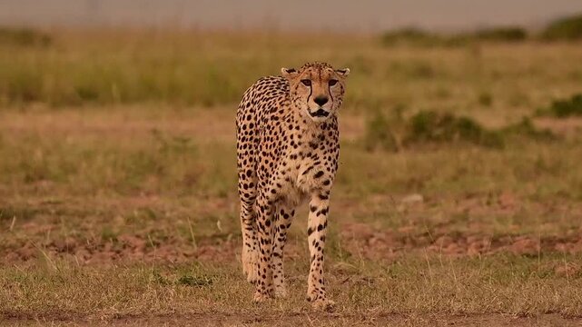 Slow Motion: Elegant Cheetah Walking Across African Savannah