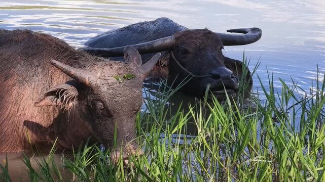 Real-time Close-up of Domestic Asian Water Buffaloes Bathing and Grazing