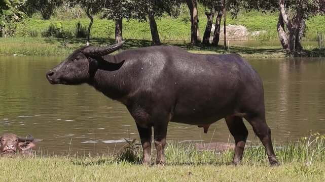 Real-time Tracking Shot of Domestic Water Buffalo Standing by Lake