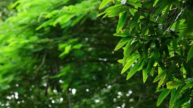 Rain drops fall on the green leaves in the mixed forest. green deciduous tree The rich natural ecosystem of the rainforest concept is all about conservation and natural reforestation.	