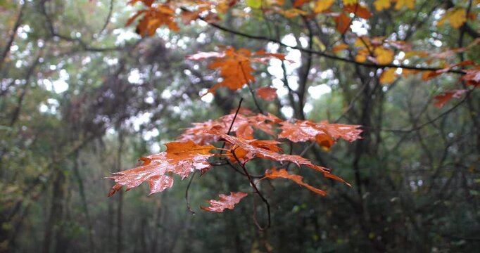  A rainy autumn day in the woods