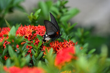 Great Mormon butterfly feeding on red flowers in Hong Kong © Mykhailo