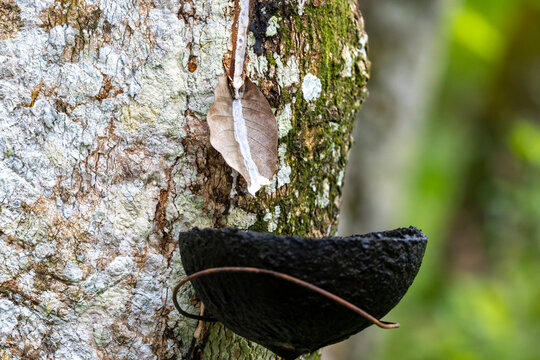 Zur Kautschukgewinnung in Sumatra wird die Rinde w&ouml;chentlich angeschnitten und der wei&szlig;e Saft in einem kleinen Gef&auml;&szlig; gesammelt