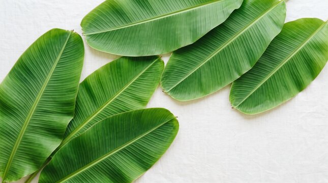 Fresh green banana leaves texture on white background, tropical nature pattern, organic eco-friendly material, botanical flat lay, summer vacation theme